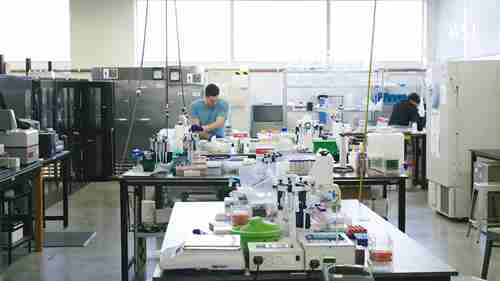 植物基牛排的影响与安全性