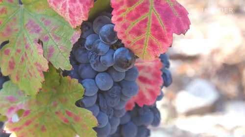 如何酿造葡萄牙波特酒