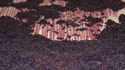 杜罗河产区的酿酒师