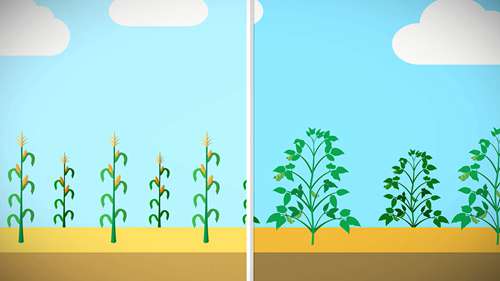 粮食的跨商品套期图利