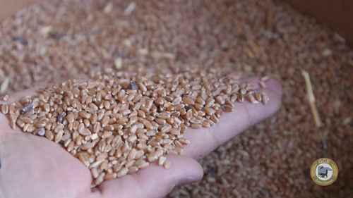 谷物清选机：清除麦角菌