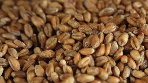 小麦如何加工成小麦粉