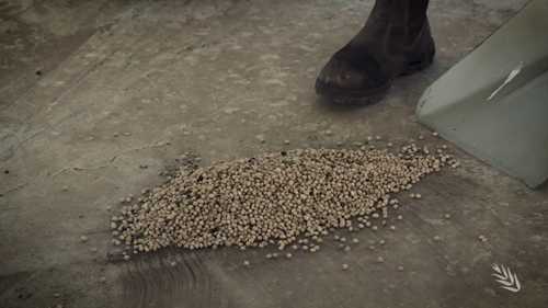 粮食储存卫生建议