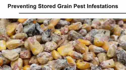 防止储粮害虫
