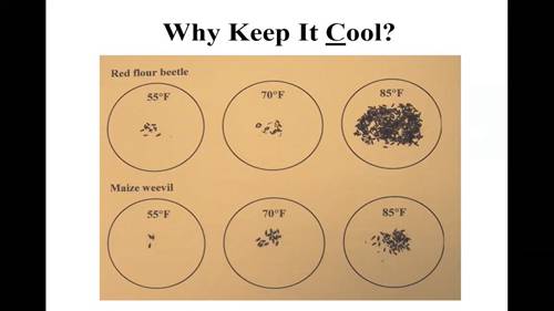 小麦的储粮害虫管理