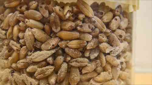 储粮有害生物的防治