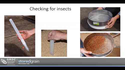 高效监控与害虫防治