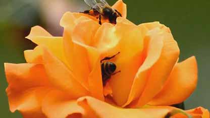 蜂胶的好处和用途