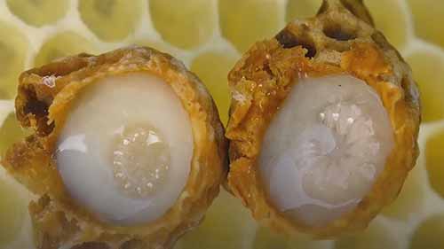 蜂王浆的概念及益处