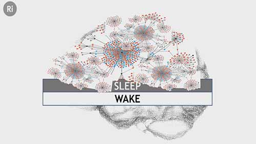 睡眠科学：褪黑素