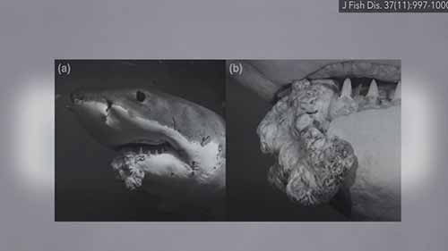 鲨鱼软骨补充剂的风险