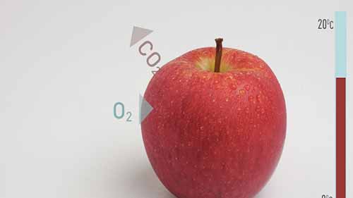 果蔬的采摘与储存