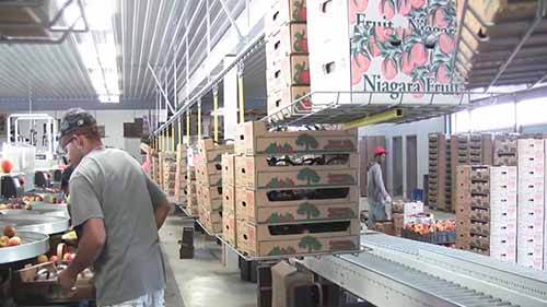 食品包装纸箱输送机