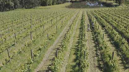 亚拉河谷葡萄酒产区