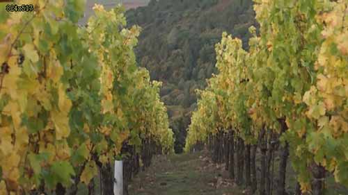 纳帕谷葡萄酒产区