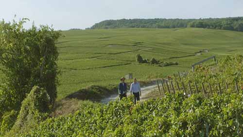 法国香槟产区的子产区