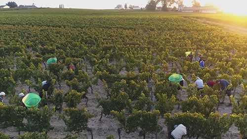 勃艮第葡萄酒产区