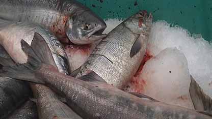 海鲜微生物检验