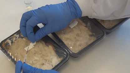 微生物挑战性试验