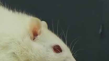 毒蕈碱受体激动剂的影响