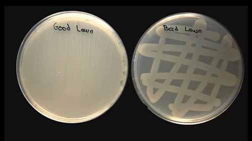 传染病实验室：药敏试验