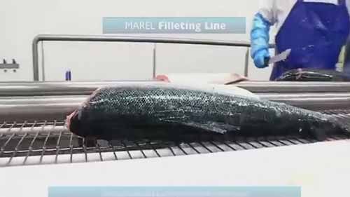 三文鱼片生产线