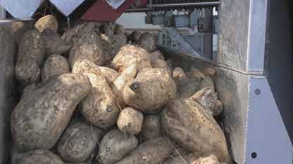 日本甘薯栽培技术