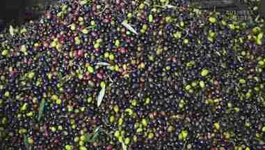 传统意大利橄榄油厂