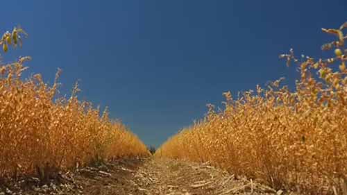 病虫害综合治理