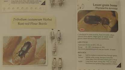 抗磷化氢的昆虫防治