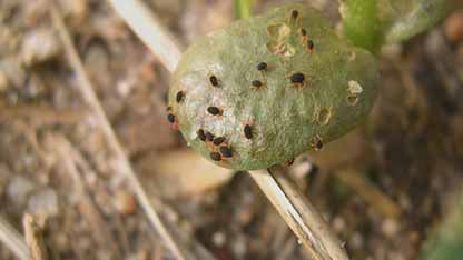 害虫与防治：赤足夜螨