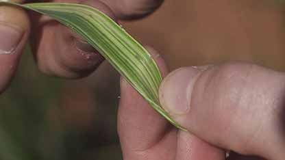 害虫与防治：俄罗斯小麦蚜虫
