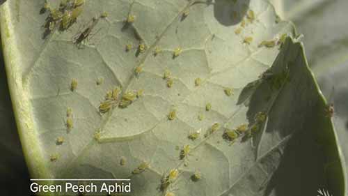 害虫与防治：甘蓝蚜