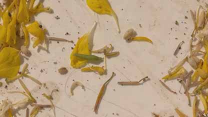 害虫与防治：小菜蛾