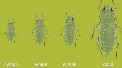 作物害虫 1 俄罗斯小麦蚜虫