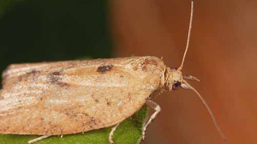 作物害虫 3 斑翅果蝇