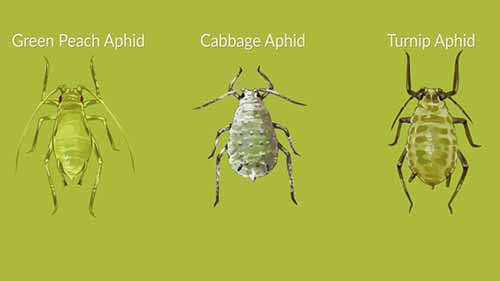 作物害虫 5 桃蚜