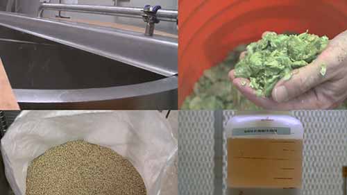 啤酒酵母的作用