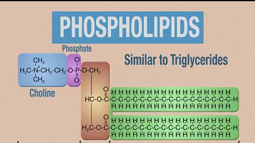 啤酒与化学 1.4酯类