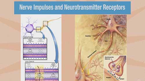 啤酒与化学 2.4酒精对大脑的影响