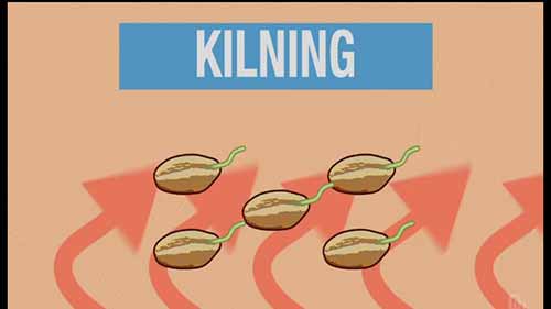 啤酒与化学 4.1麦芽制造与入窑烘焙