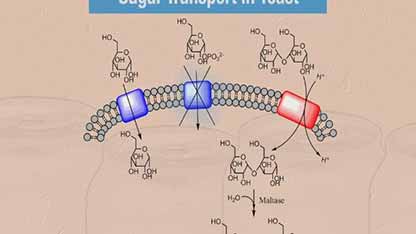 啤酒与化学 4.2α-淀粉酶与β-淀粉酶