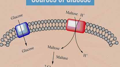 啤酒与化学 7.2糖酵解