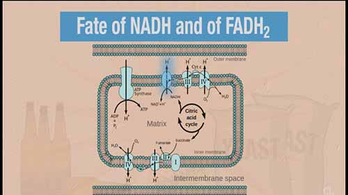 啤酒与化学 7.3三羧酸循环