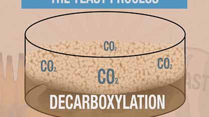 啤酒与化学 7.4厌氧呼吸