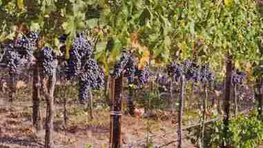 酿造完美的葡萄酒