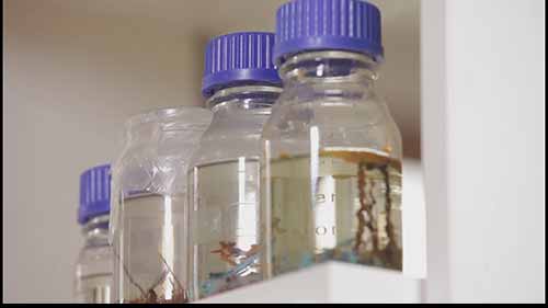 如何配置LB培养基