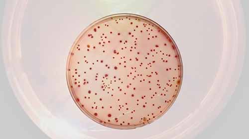 不同培养基的配置