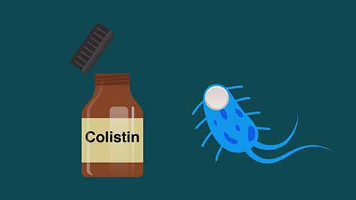 改良琼脂培养基以测试粘菌素的耐药性