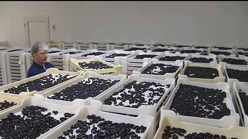 法尔诺德公司的生产原则